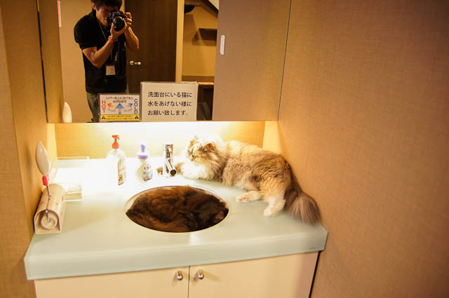 手洗いネコ